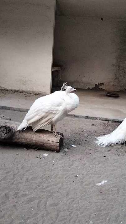 White Peacock  Video