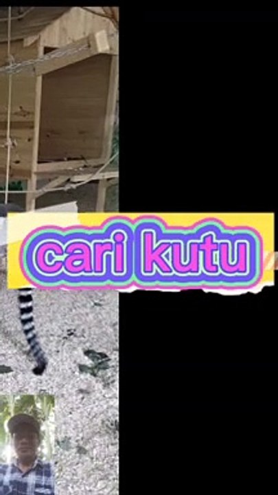 Cari kutu hewan Apay?