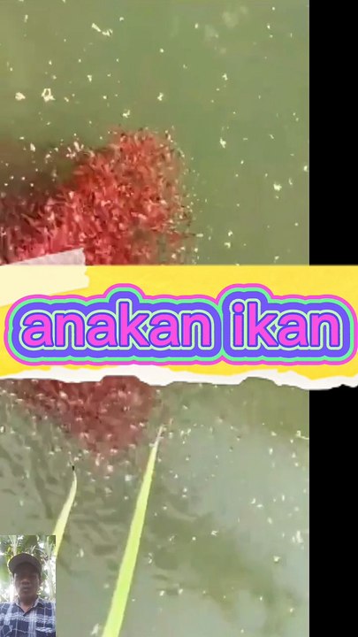 Anakan ikan
