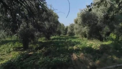 Tunç Soyer'den Zeytinlikleri Madenciliğe Açacak Kanun Teklifine Tepki: "Gerekirse Yine Dava Açacağız, Zeytin Ağaçlarımızdan Elinizi Çekin" (M.A)