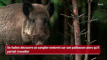Un Italien découvre un sanglier endormi sur son paillasson alors qu’il partait travailler !