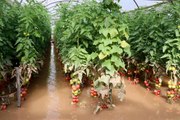 Kumluca'da selden zarar gören domates üreticileri yaşadıklarını anlattı