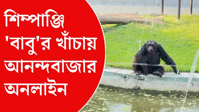 শিম্পাঞ্জি 'বাবু'র খাঁচায় আনন্দবাজার অনলাইন