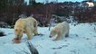 Polar bear cub celebrates first birthday in Highlands home