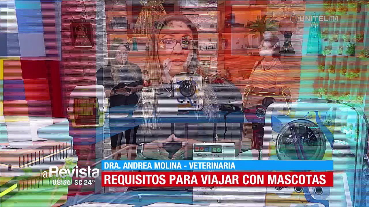 ¿Viajes con mascotas? Consejos que debe tomar en cuenta antes de hacerlo