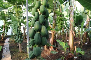 Mersin'de araştırma enstitüsündeki serada yetiştirilen papaya meyve verdi