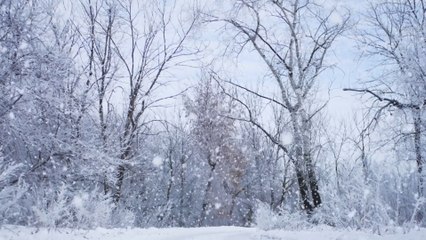 What are the odds of a White Christmas 2022?