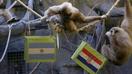 Daha yanıldığı olmadı! Kuracı maymun Kent, Dünya Kupası tahminini yaptı