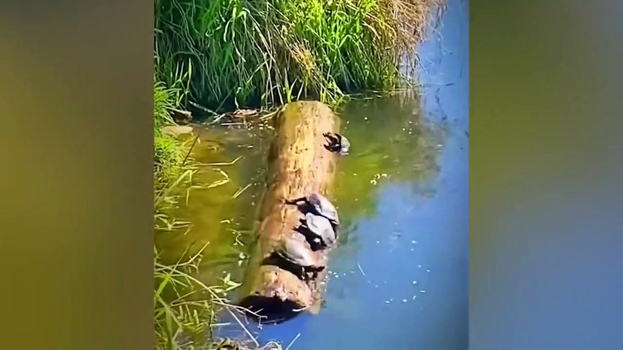 Animals That Are Always Funny and Make Us Laugh