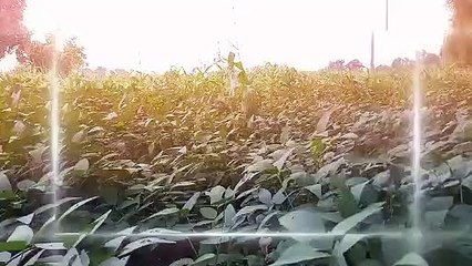 my_first_vlog___%23shorts_%23myfirstvlog(360p)