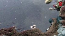 Kadıköy’ü lodos vurdu, Caddebostan sahilini plastik atıklar kapladı