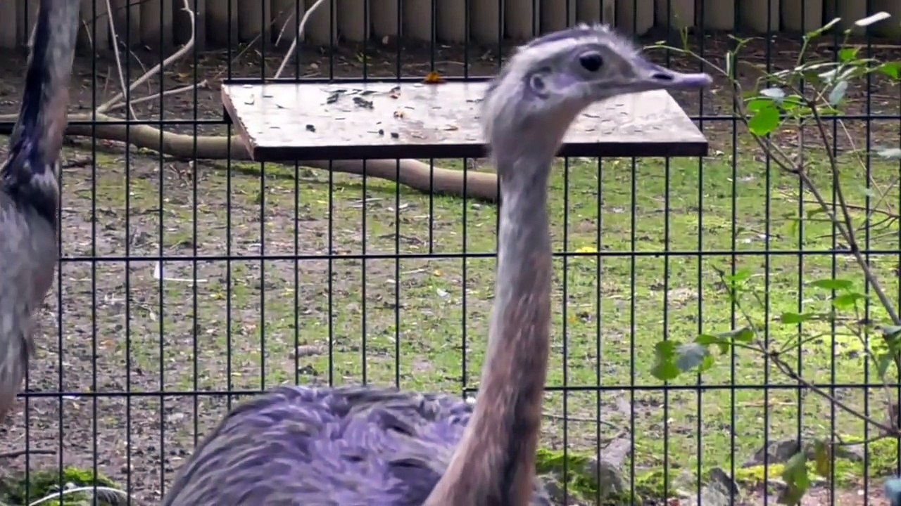 BIGGEST OSTRICH