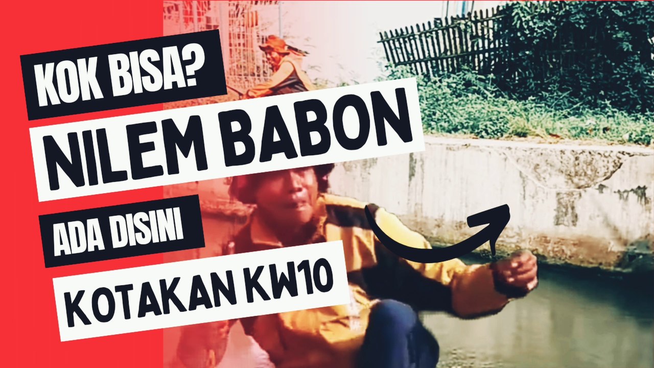Kok Bisa di Kotakan ini ada Nilem Babon