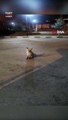 Kediyle Tilkinin Yemek Mücadelesi #shorts