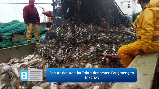 Schutz des Aals im Fokus der neuen Fangmengen für 2023