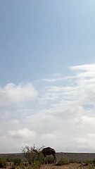 شاهد.. لوحة جمالية ومناظر خلابة رسمها جريان وادي النخيل بـ"مرات".. ورعي جائر توثقه عدسة "سبق"