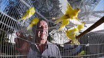 Em meio à Copa, criador brasileiro apresenta os seus canarinhos