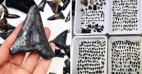 Un cimetière géant de requins préhistoriques a été découvert dans l'océan Indien