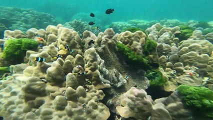 Close up video of the nature