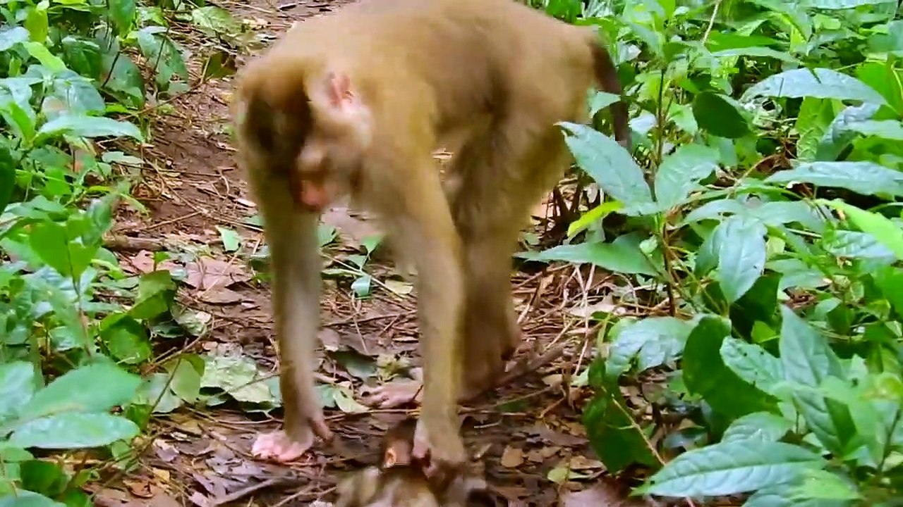 Can you come to an end your walk Libby and give pity to Rainbow