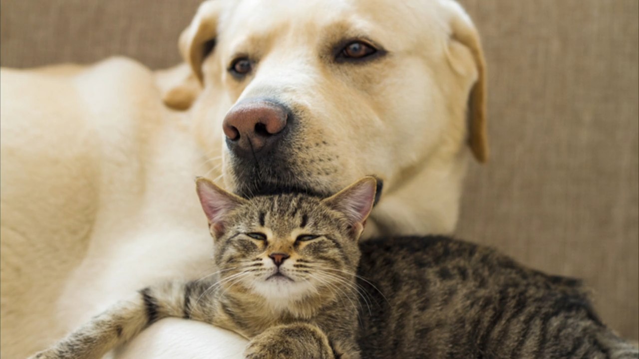 Stärken Haustiere das Immunsystem?