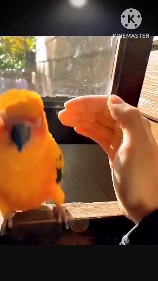 Funny videos comedy videos laughing videos