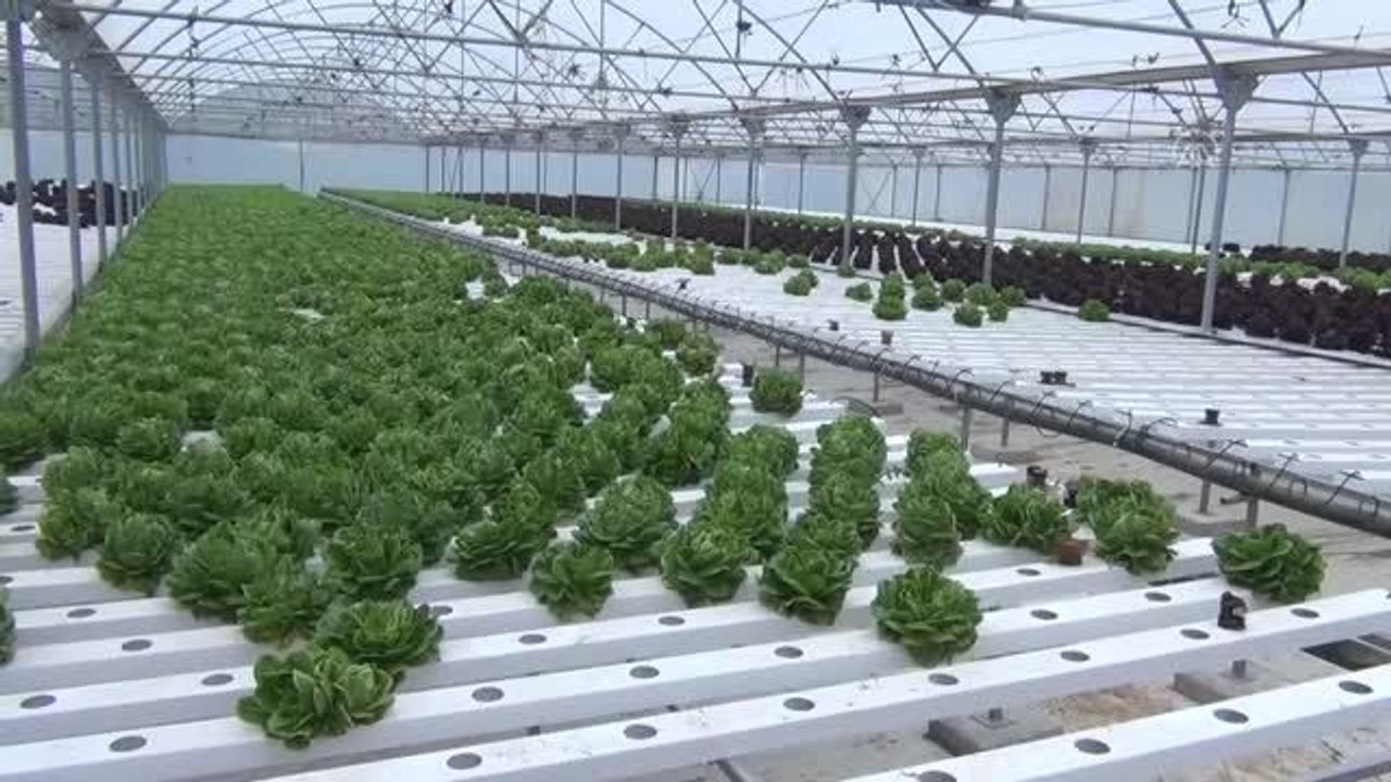 Beypazarı'nda topraksız serada marul yetiştiriliyor