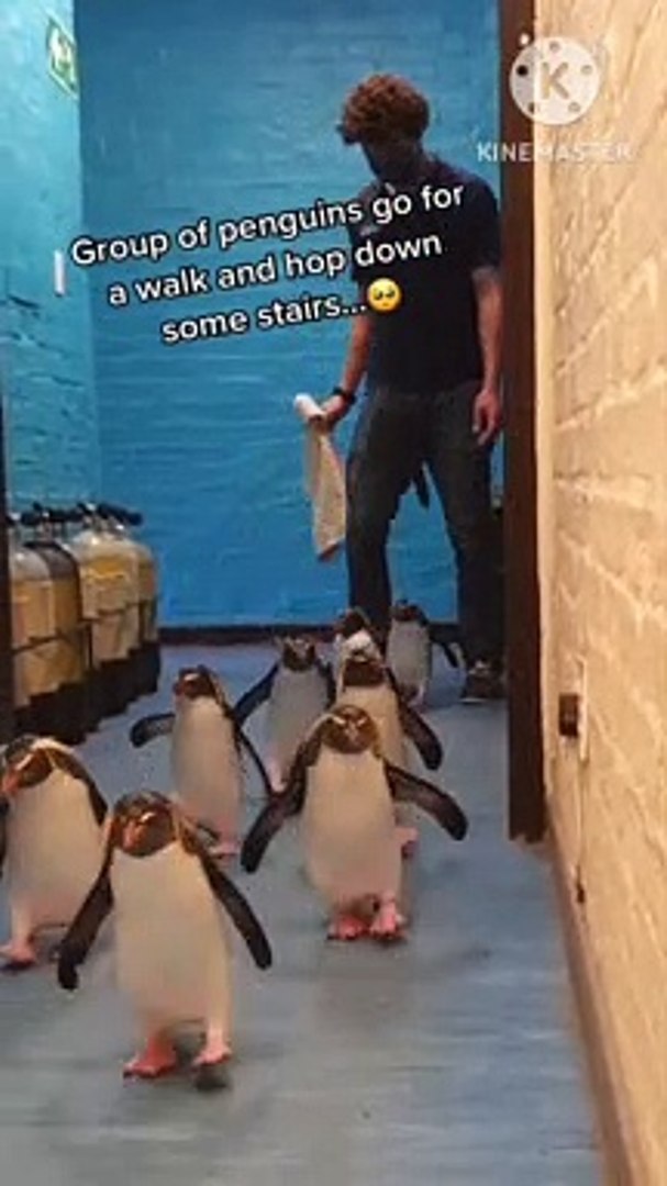 Funny videos comedy videos laughing videos