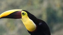 4K Birds Video Ultra Hd - Most Colorful Birds