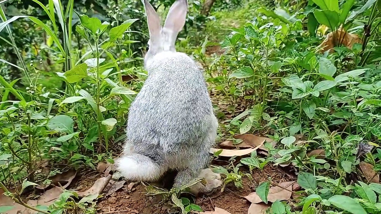 Rabbit