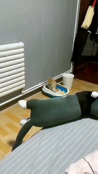 Funny Cats