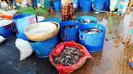 Massive Fish Video and Natural Fish Processing Area of Bangladesh