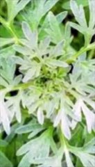 ماهي فوائد الشيح في فصل الشتاء؟