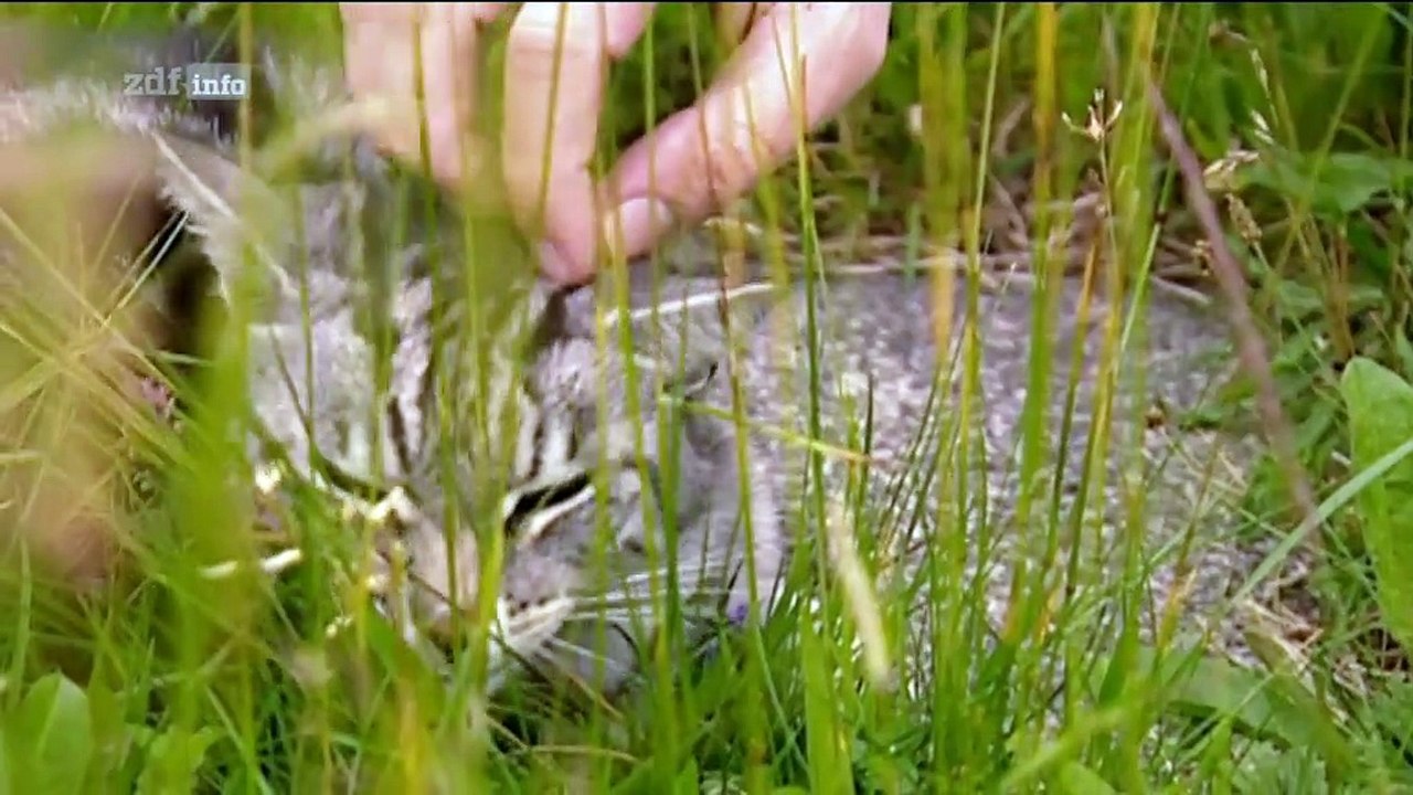 Skandal! Der Fall Kachelmann