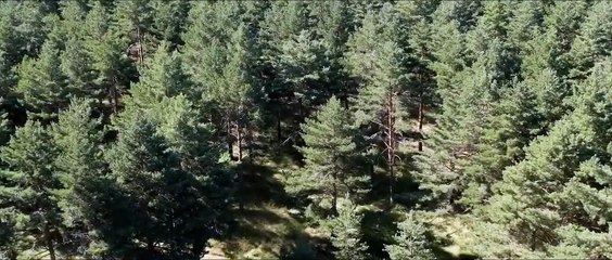 Lincessa, Los Silencios Del Bosque Teaser