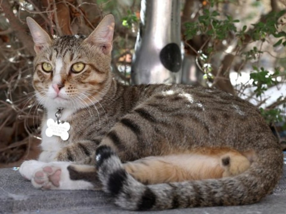 "dave" is coming home! streuner-maskottchen darf mit nach england