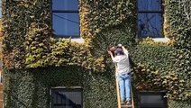 Maintaining overgrown plants on buildings