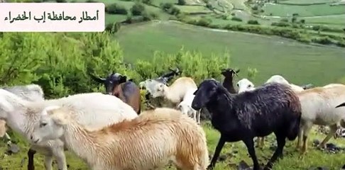 مناظر خلابة من محافظة إب اليمنية