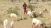Meet Kenyan pastoralists living off carbon credit sales