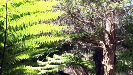 The City of Sydney plan to ensure 25% of city is covered by tree canopy by 2050