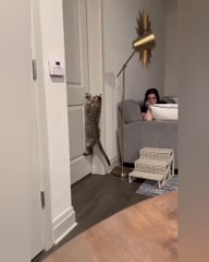 Funniest animals funny cat video #2022 viral clip shorts