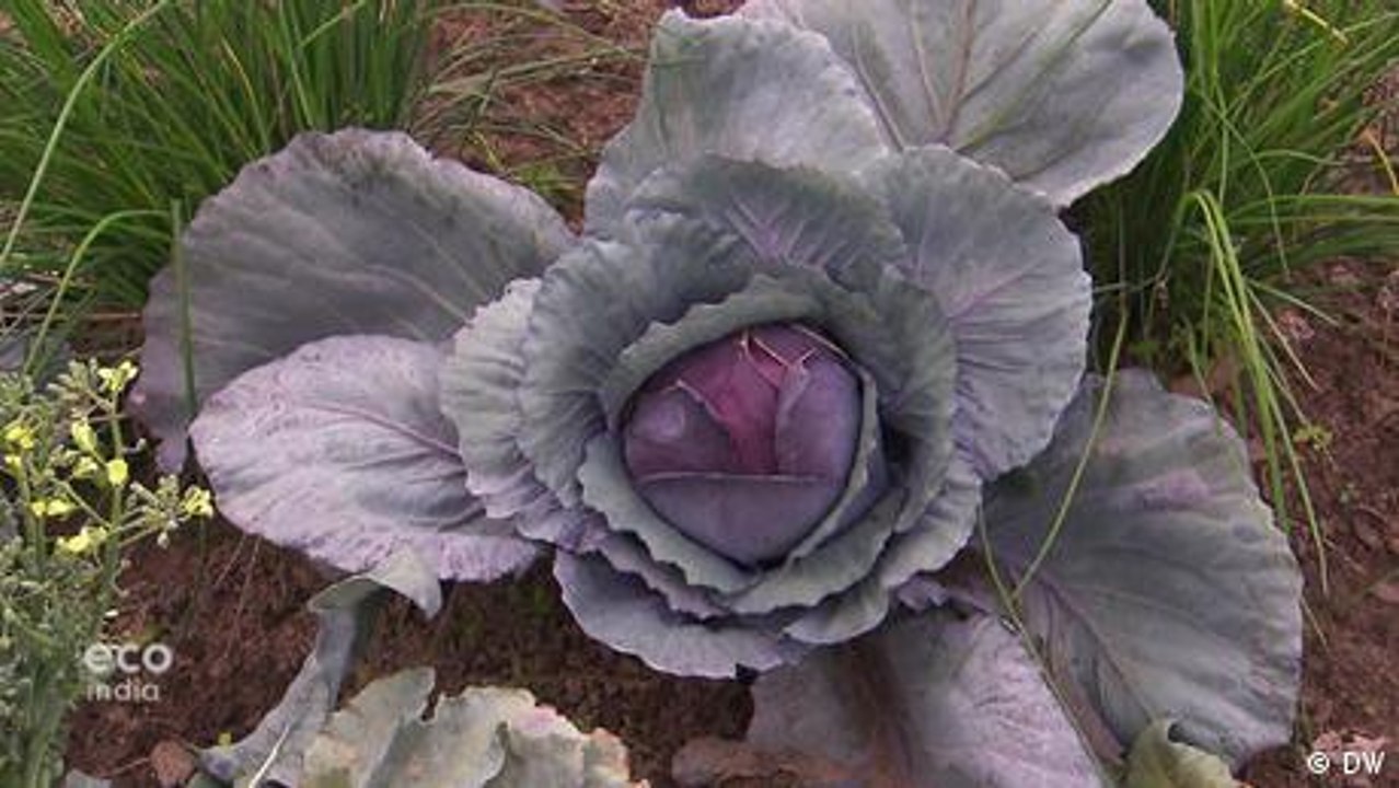Urban gardening in Berlin