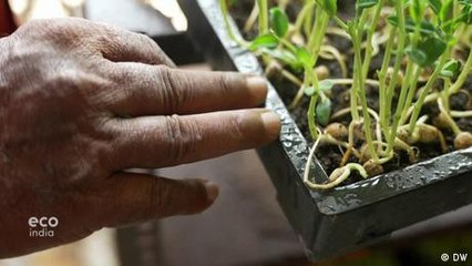 The benefits of home-grown microgreens