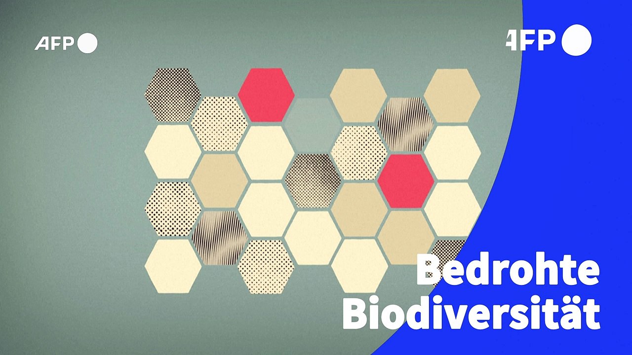 Videografik: Bedrohte Biodiversität