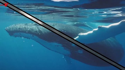 Incredible Humpback Whale Makes 3,000-Mile Migratory Journey With Broken Spine