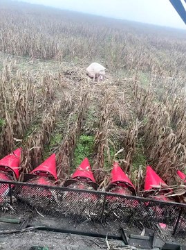 Pig With Her Piglets