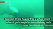 Watch How Divers Rescue Trapped Whale Shark in Spain