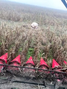 Pig With Her Piglets