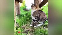 So funny cats compilation 2022