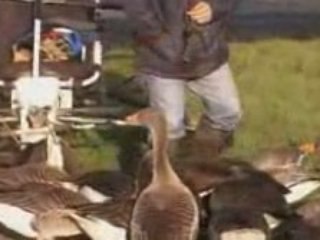 Le pendulaire et ses oies